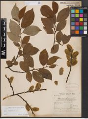 Foto von Salix caprea L.